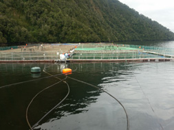 Gas generators provide continuous power for salmon farms in Chile